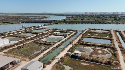 La Bahía de Cádiz es un lugar “óptimo” para la acuicultura moderna, circular y sostenible