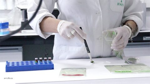 Investigadora de IFAPA trabajando con polisacárido Ulvan