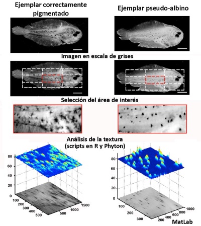 Imagen pigmentaci&oacute;n lenguado sengal&eacute;s