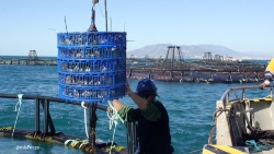 IMTA, biofloc y acuaponía marina: tres tecnologías circulares para producir alimentos acuáticos