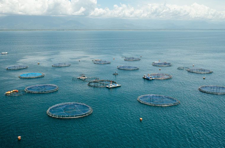 La costarricense Industrias Martec culmina la adquisición de Aquacorporación Internacional dedicada al cultivo de tilapia