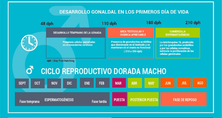 infografia-avances-reproduccion-dorada