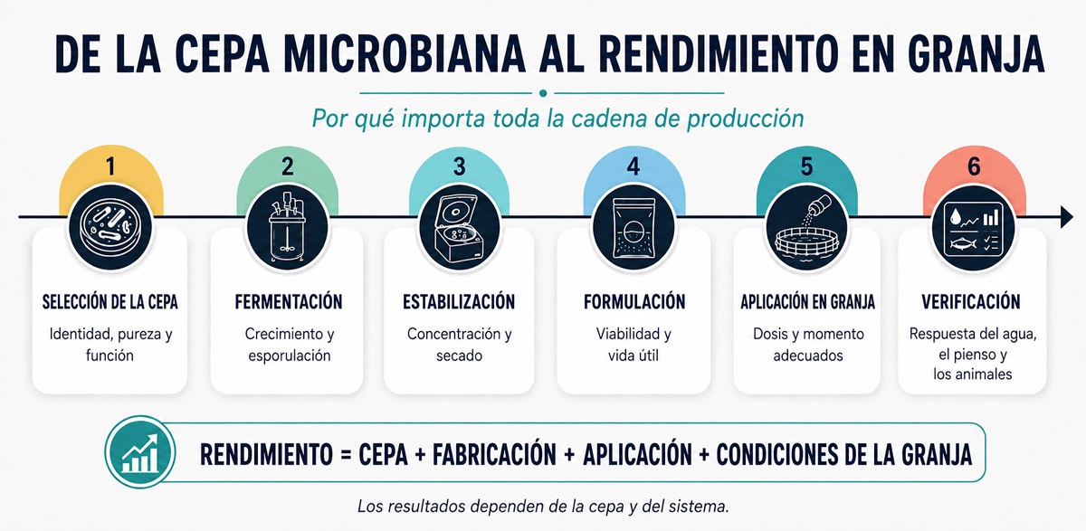 Infografía de cepa microbiana a rendimiento en granja