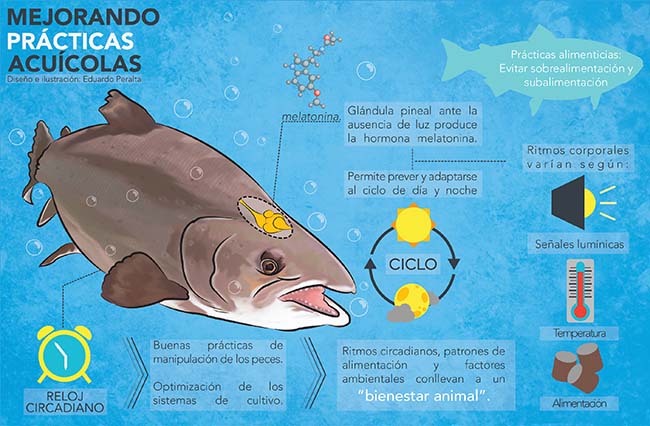 infografia-produccion-acuicola