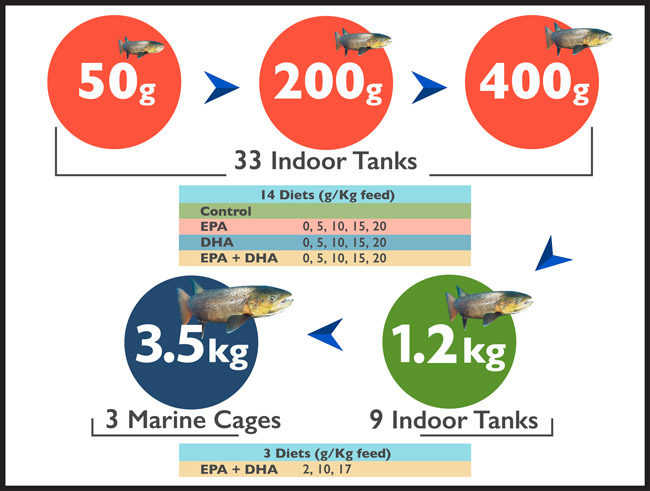 infografia-pruebas-engorde-salmon infografia-pruebas-engorde-salmon