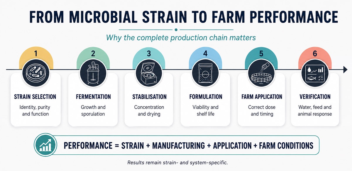 Infographic microbial strain to farm performance