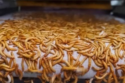 Informe cuestiona el papel de la harina de insecto en piensos acuícolas