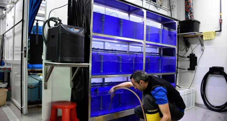 instalacion-refrigerada-caballito-mar-iim-csic