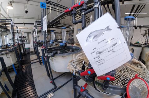 Instalaciones de Acuicultura de IU-ECOAQUA de la ULPGC