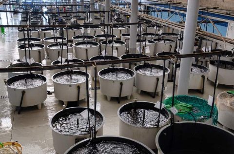 Instalaciones tanques de cultivo de ECOAQUA