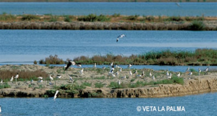 instalaciones-veta-palma-pimsa