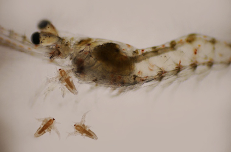 INVE Aquaculture Artemia INVE Aquaculture Artemia