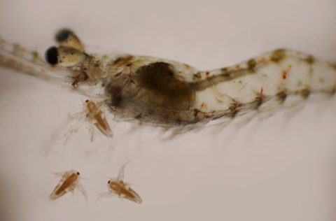 INVE Aquaculture Artemia
