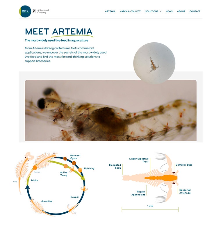 INVE Aquaculture, meet Artemia INVE Aquaculture, meet Artemia