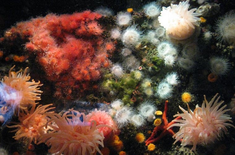 Invertebrados marinos Invertebrados marinos