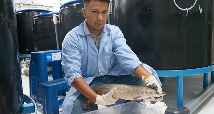 investigador-csur-paiche-peru