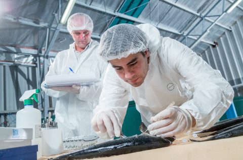 Investigador INCAR con salmón Atlántico