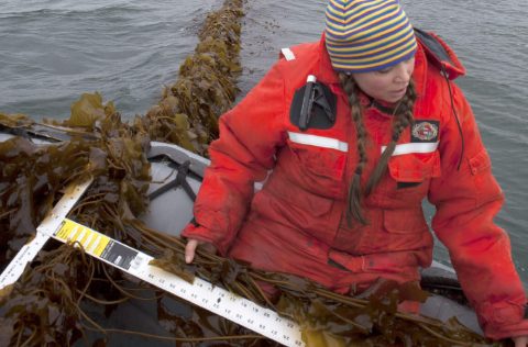 Investigadora alga kelp