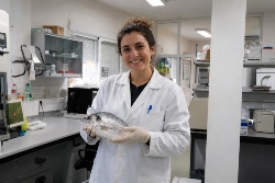 La selección genética de dorada avanza hacia la forma corporal y el rendimiento de filete