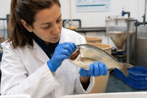 Investigadora analiza agallas dorada