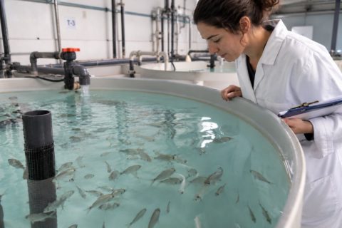 ¿Pueden los propios péptidos de defensa de los peces convertirse en ingredientes funcionales para los piensos?