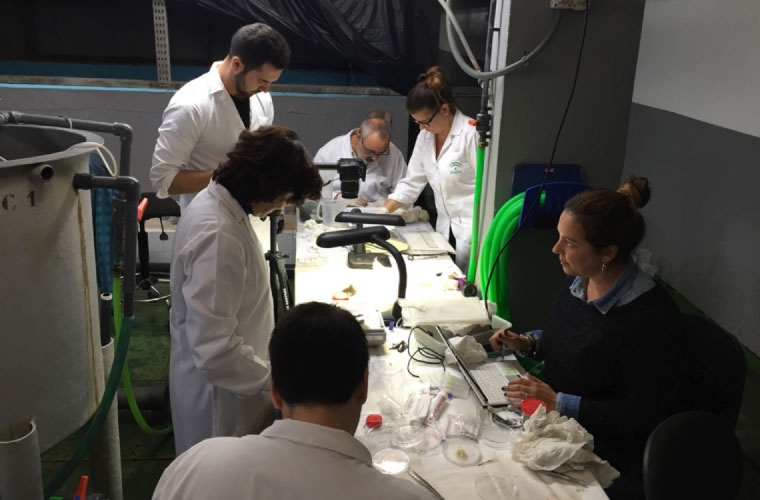 Grupo Investigador IFAPA Centro Toruño Grupo Investigador IFAPA Centro Toruño