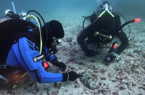 Investigadores IIM-CSIC con pulpo común
