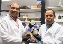 Un nuevo método podría aliviar los costes de extracción de aceites de microalgas