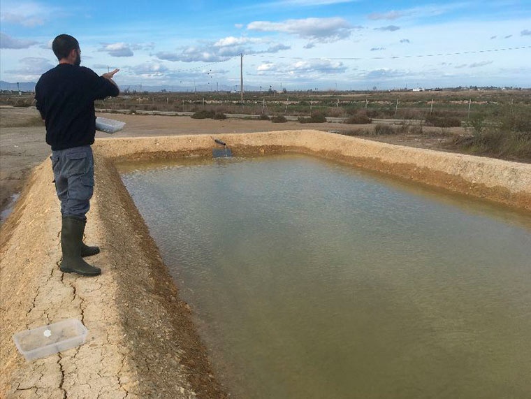 Prueba piloto de almejas en arrozales salinizados del Delta del Ebro