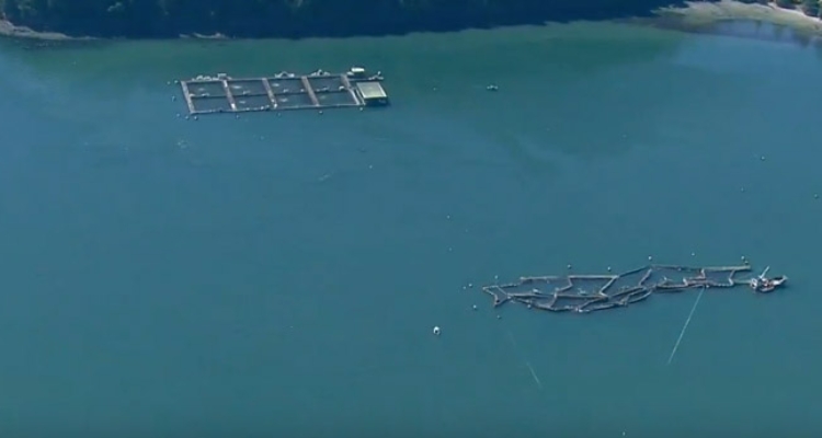 jaula-colapsada-cooke-aquaculture-washington