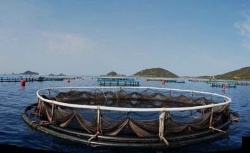 La corvina vetada en la acuicultura Canaria