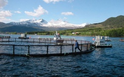 Investigadores presentan los resultados de un compuesto de Allium sp contra la piscirickettsiosis del salmón Atlántico