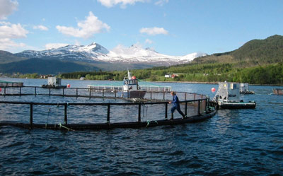 Las pérdidas por mortandad de salmones en Chile superan las 95.000 TM