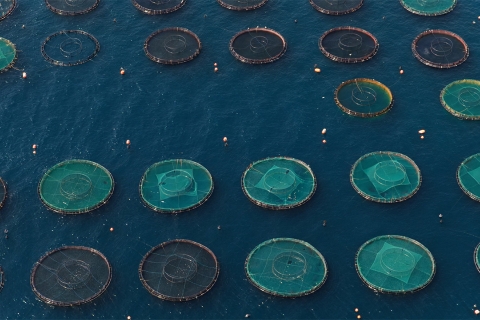 Jaulas de acuicultura en el Mediterráneo