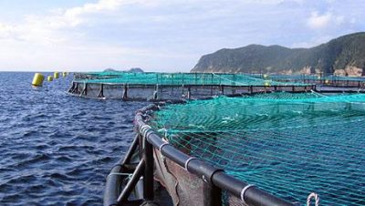 Catorce años de trámites para obtener una concesión de engorde de dorada y lubina en mar abierto