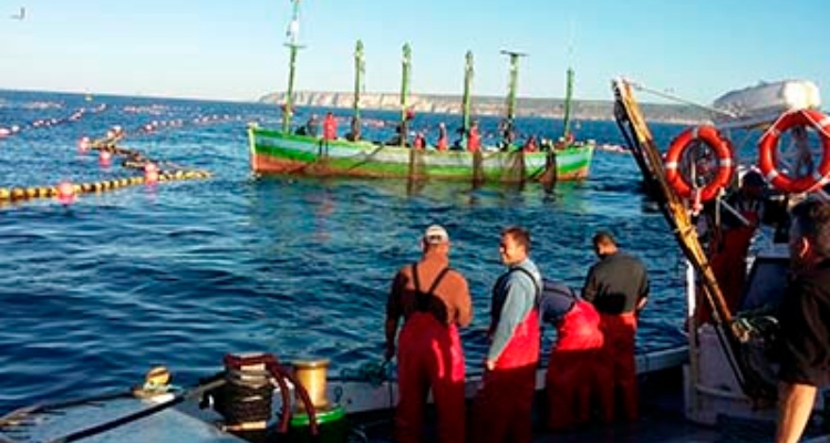 jaulas-almadraba-atun-rojo-barbate