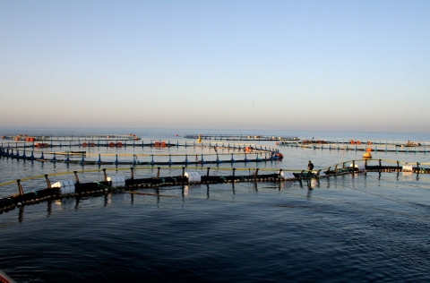 Jaulas atún Mediterráneo