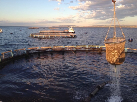 jaulas-despesque-2013