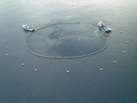 jaulas-flotantes-murcia-carm