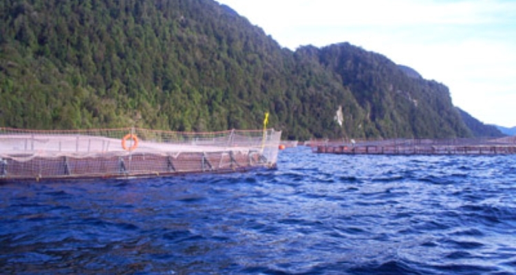 jaulas-salmon-chile