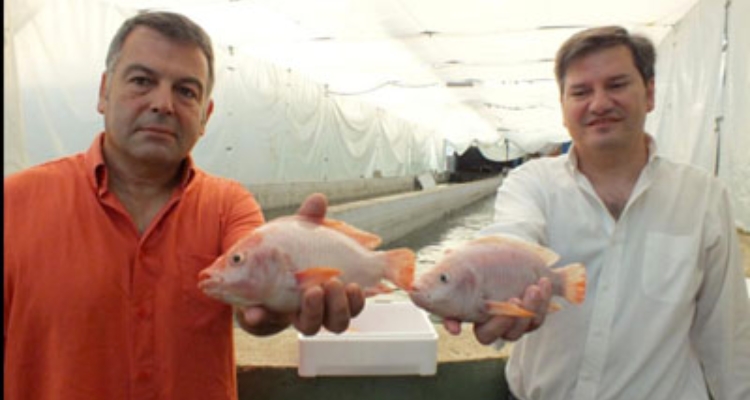 javier-cremades-rafael-ordas-tilapia-natural