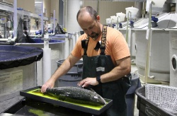 John Davidson recoge en una tesis doctoral una década de estudios del cultivo en RAS de la trucha y el salmón