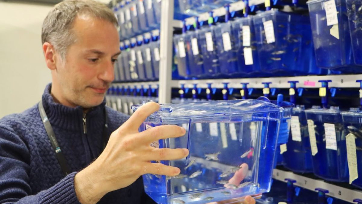 José Bessa, investigador i3S | Universidad de Oporto