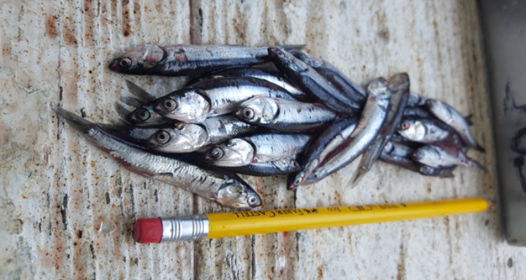 juveniles-anchoveta-angel-perea