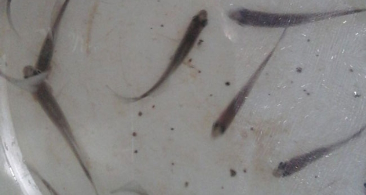 juveniles-corvina-reina-costa-rica
