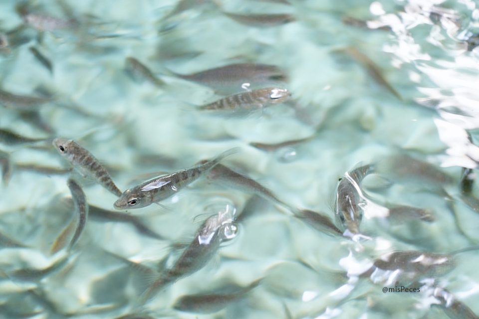 Juveniles de dorada