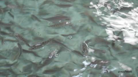 juveniles-dorada-sparus-aurata-densidad