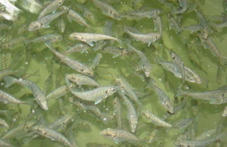 juveniles-dorada-sparus-aurata juveniles-dorada-sparus-aurata