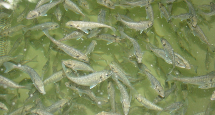 juveniles-dorada-sparus-aurata juveniles-dorada-sparus-aurata
