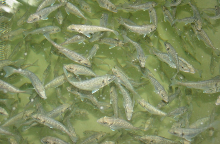 juveniles-dorada-sparus-aurata juveniles-dorada-sparus-aurata